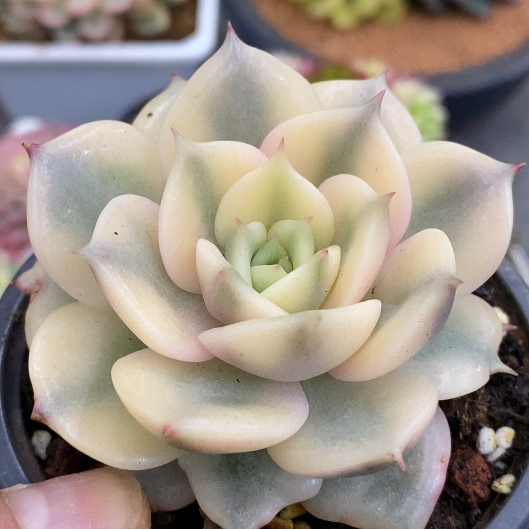 705贝加尔湖哈哈哈哈哈哈