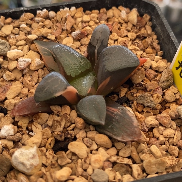 725号丘比特锦多肉植物