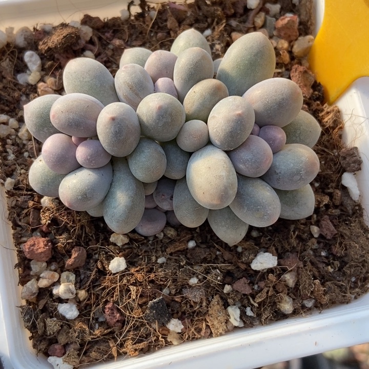 2108汤圆多肉植物保护