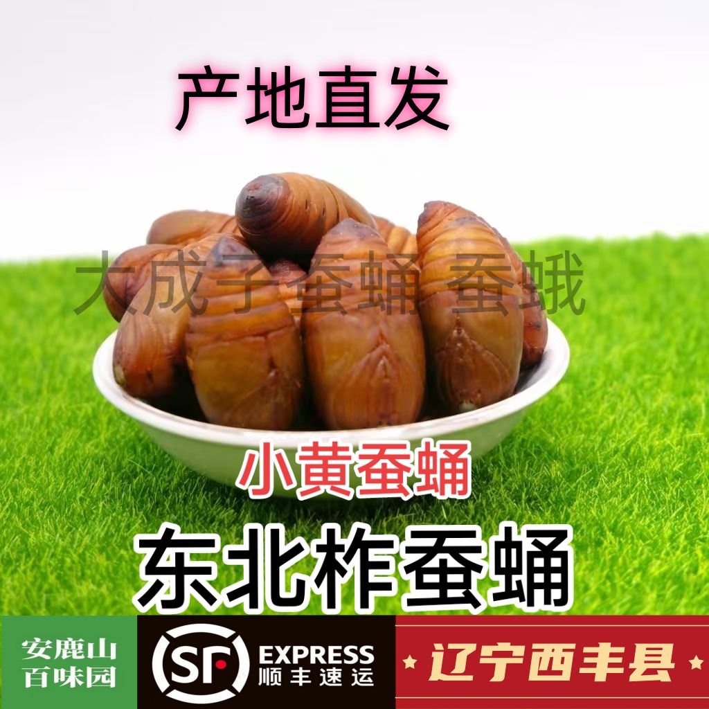 小黄蚕蛹  西丰柞蚕蛹