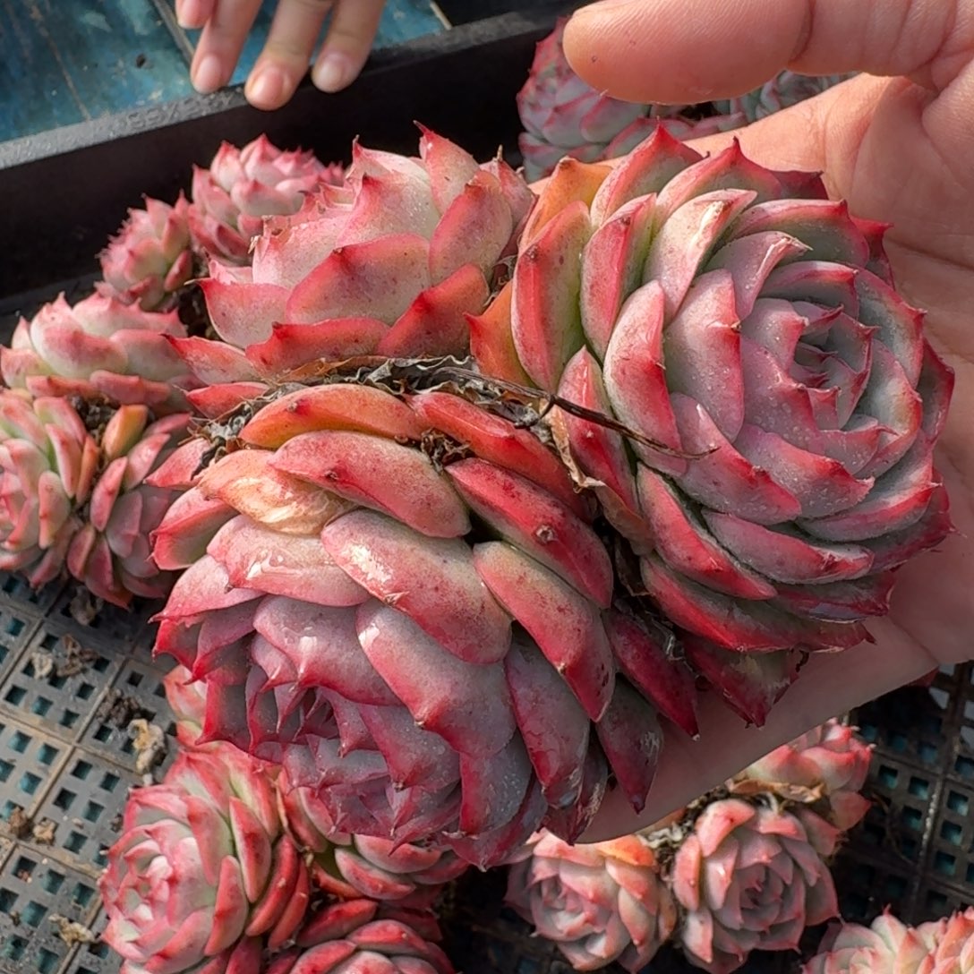 从前慢花样多肉编号-三头侧影