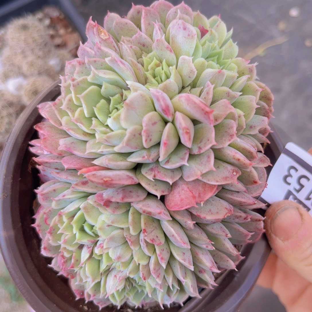 朱砂痣缀28153多肉植物