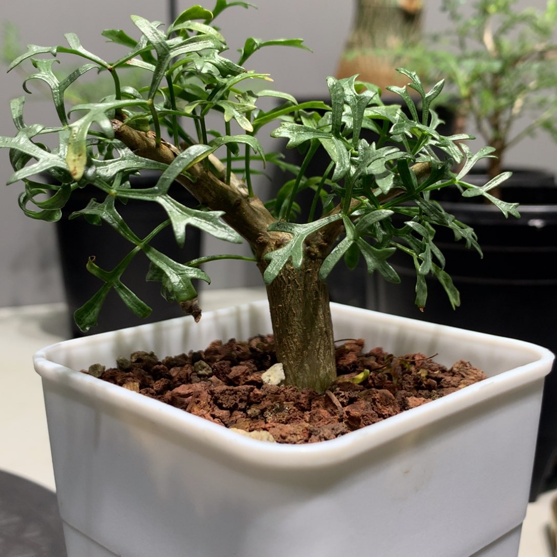 当前无花栽培后可以开花鹿角没药实生带盆