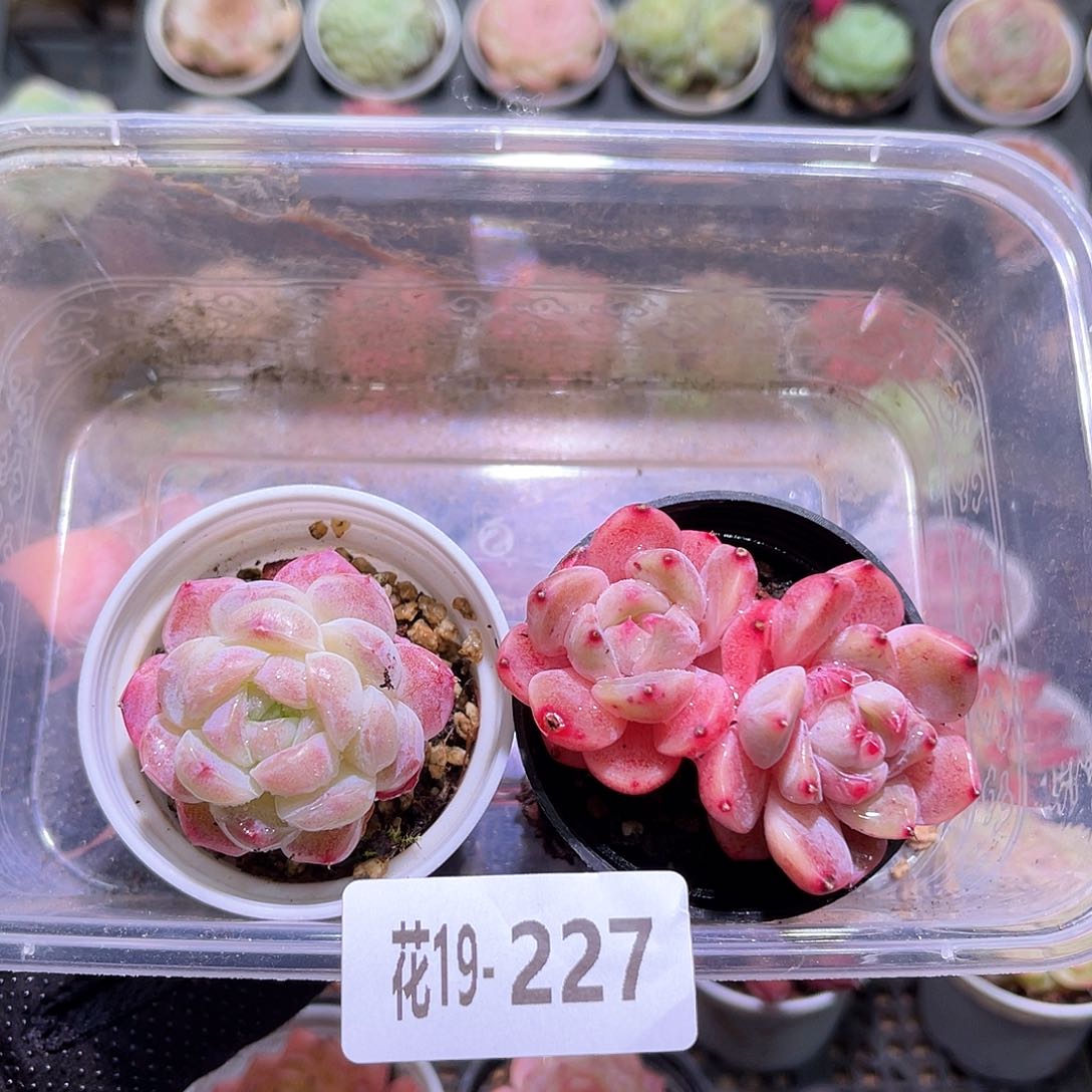 花利美19-227新品2颗