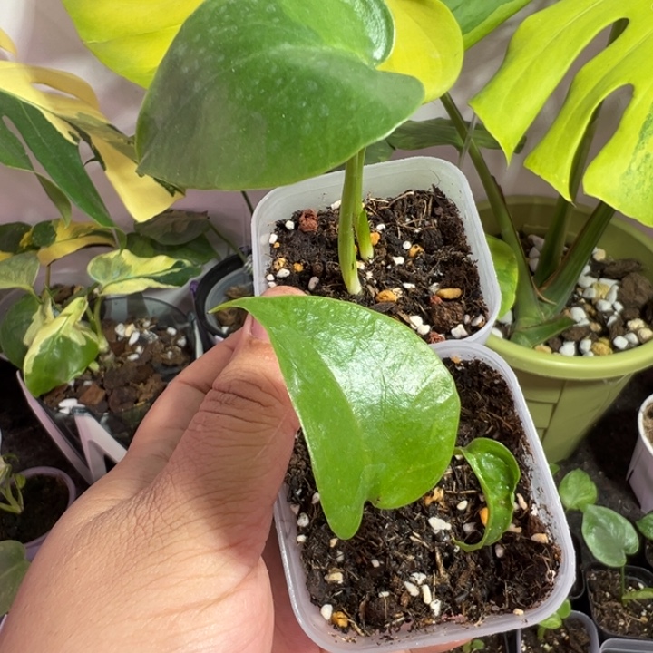 高***尚完全开放龟背竹种苗