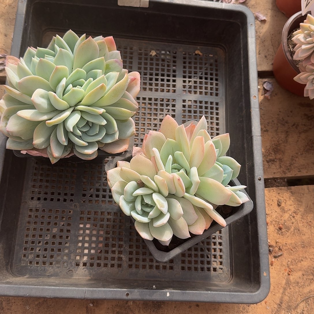 冰***林凤橙两个一物一拍4664644