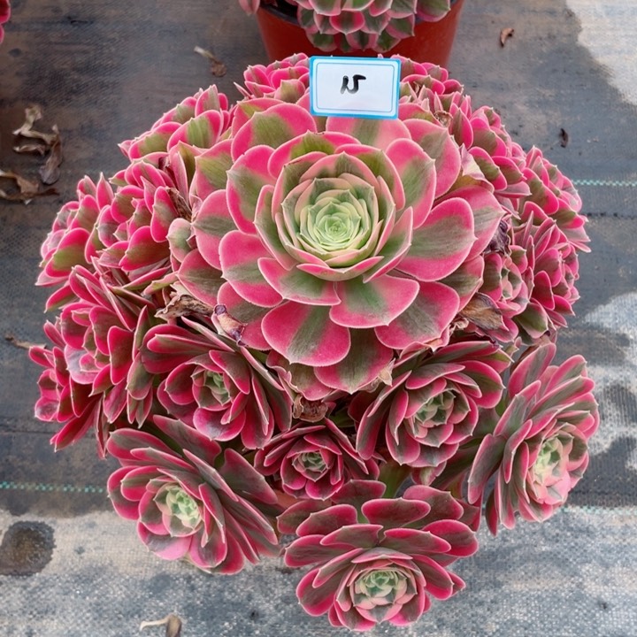 15老庄多肉法师七彩石