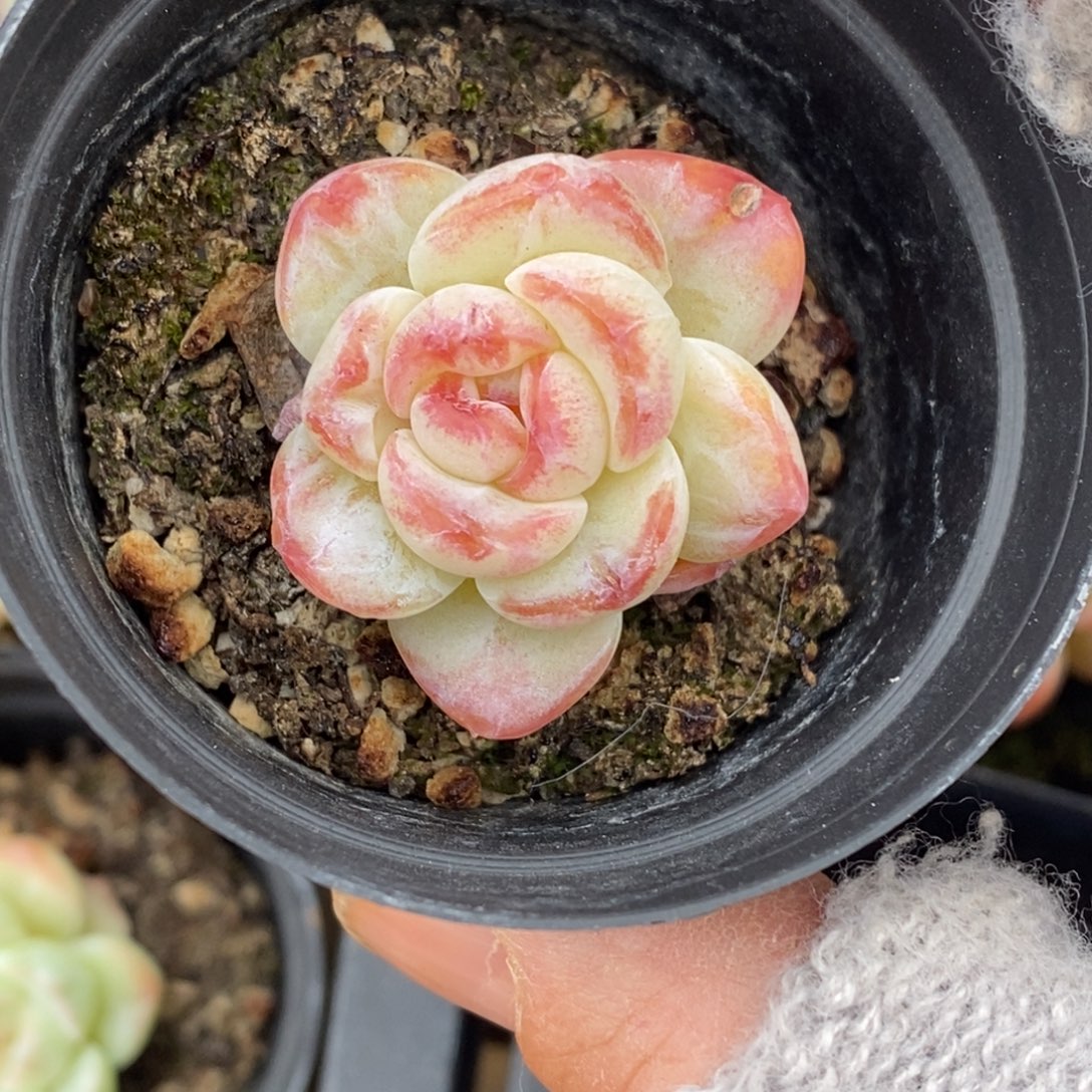 精品多肉一物一拍不包整295