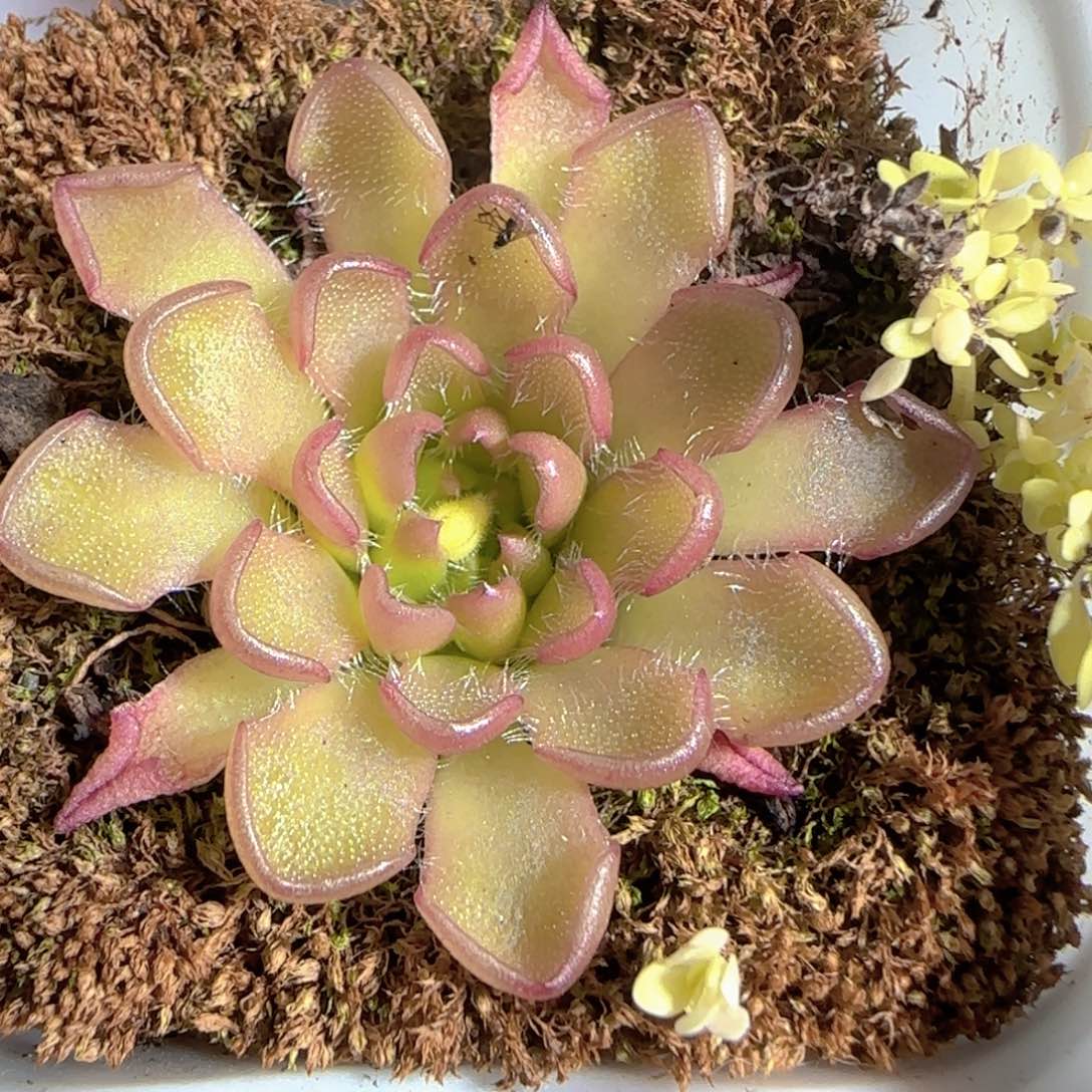 多肉1224-114近藤捕虫堇