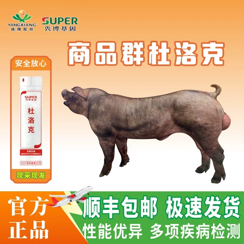 秀博扬翔秀博猪精杜洛克纯种公猪牲畜用品猪精液猪种精60ml