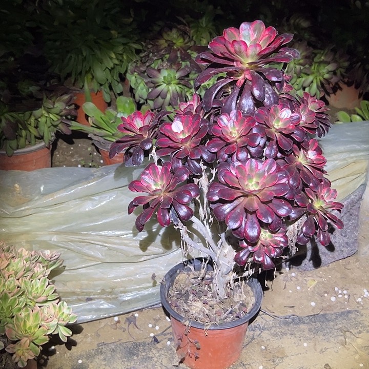 多肉法师植物链接108