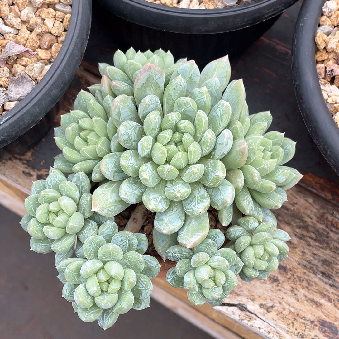 多肉植物一物一拍