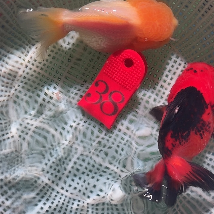 金鱼38号尺寸8-11区间