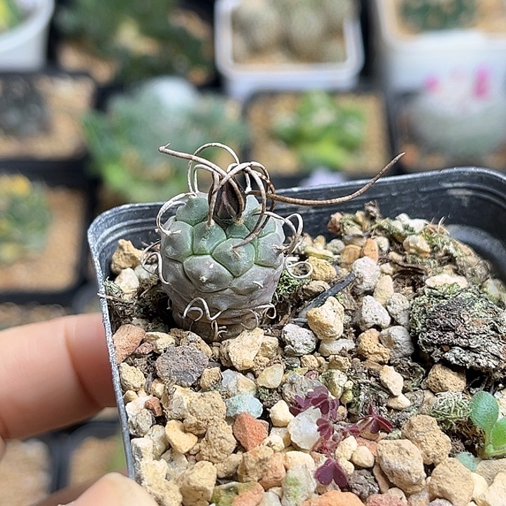 狂刺娇丽实生球一颗