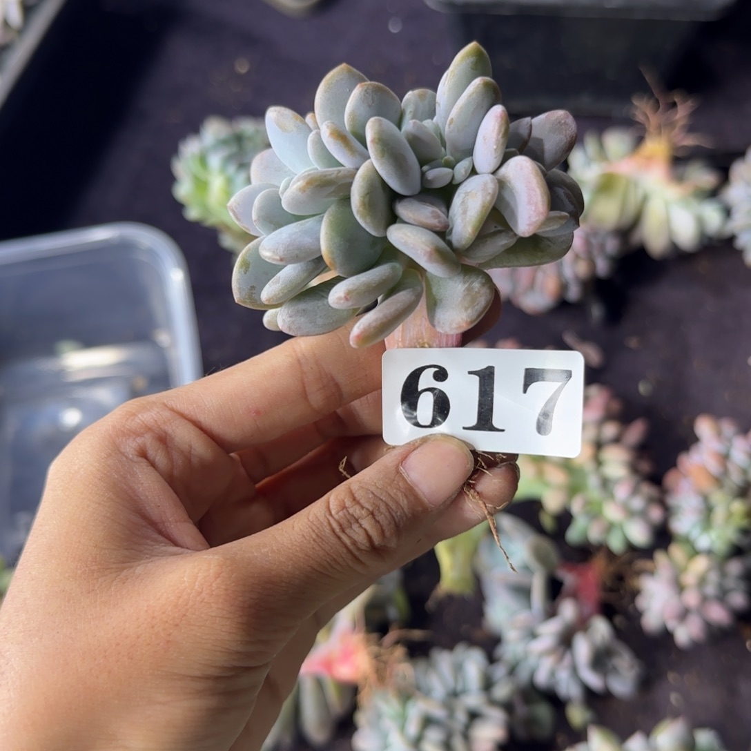 粉兔缀化一物一拍617