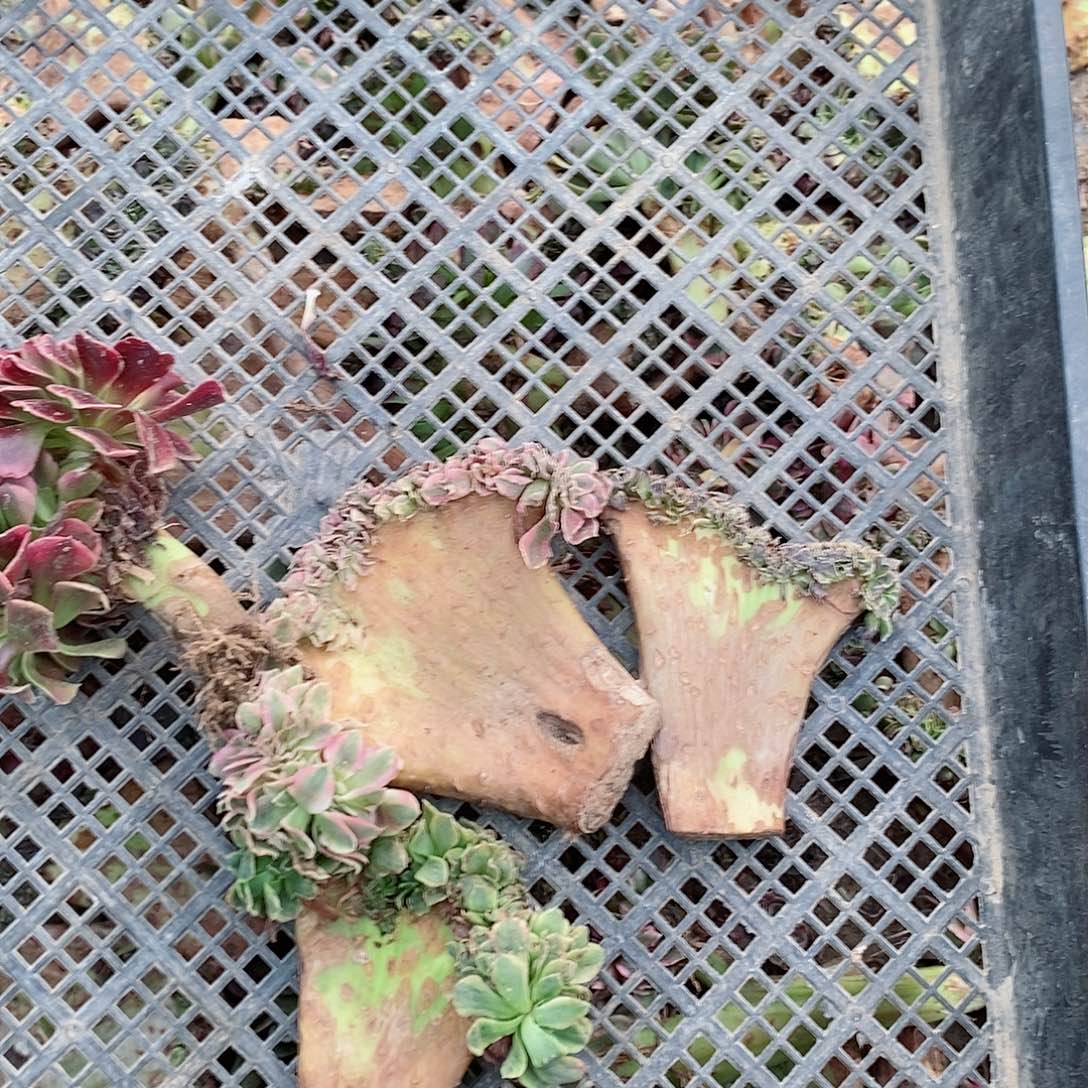 4个品种不一样20块钱2号车