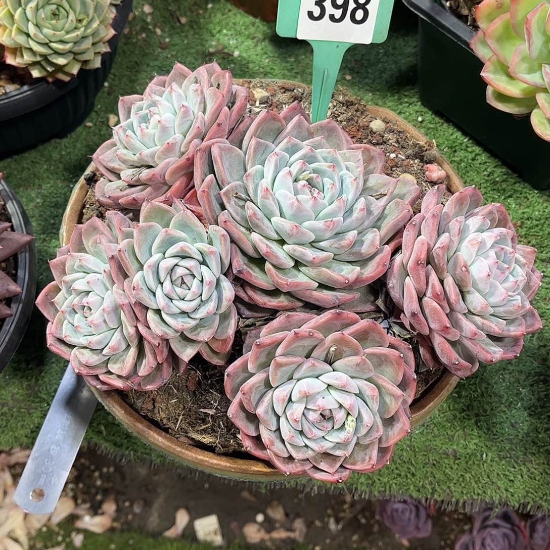 执****啊而吧家人多肉398