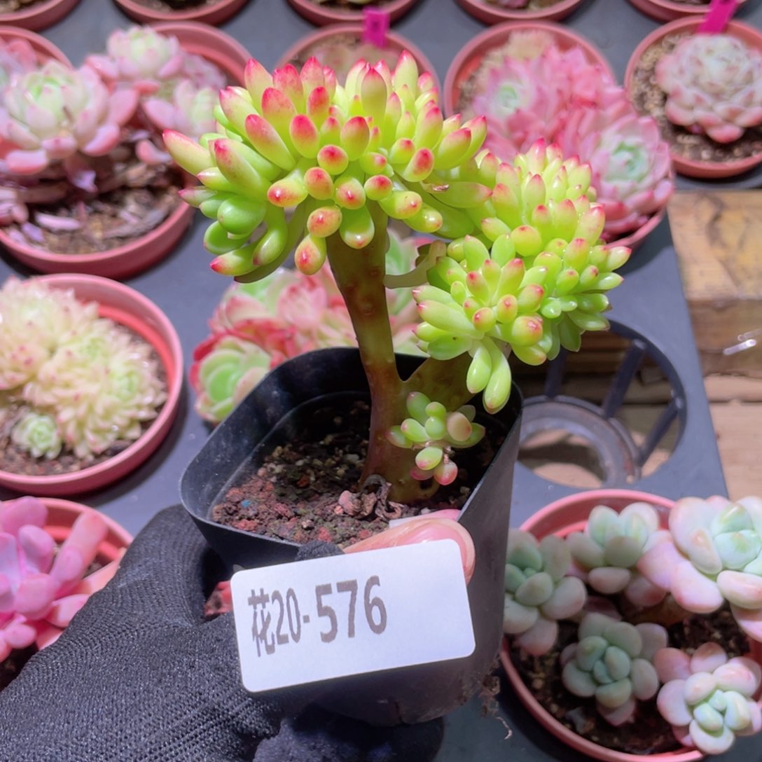 花利美20-576青松缀化