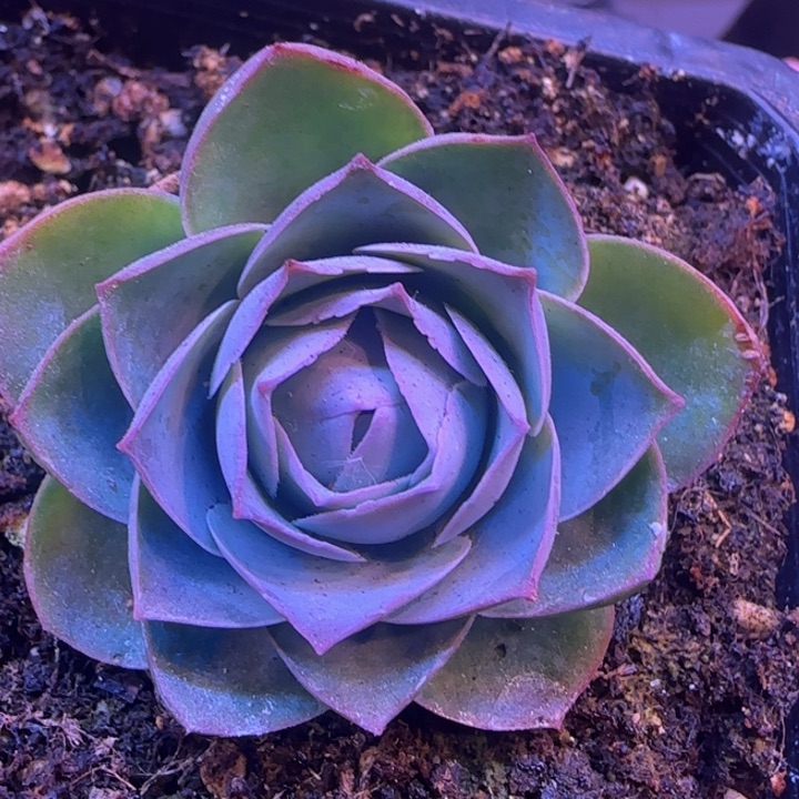 嗨****요新品255556666655668655666