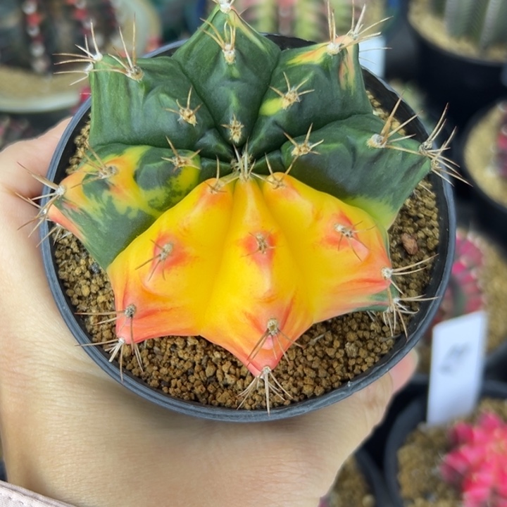 泰国米哈仙人球实生