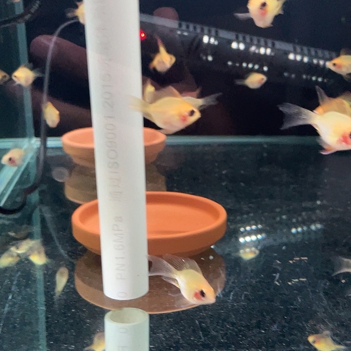 短鲷鱼金波子3个月鱼4条