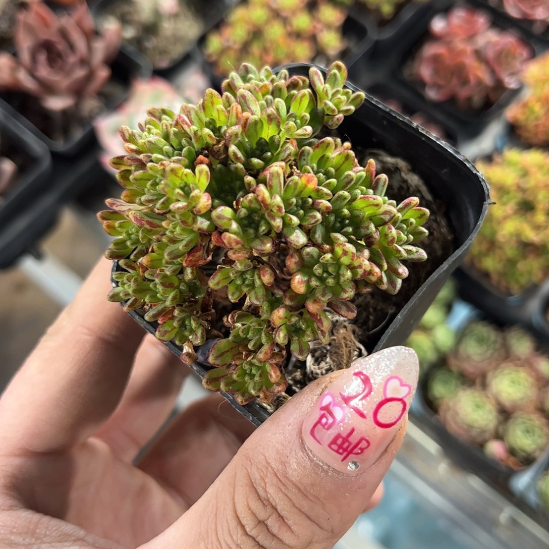 棒叶小人鸡单头发货有根