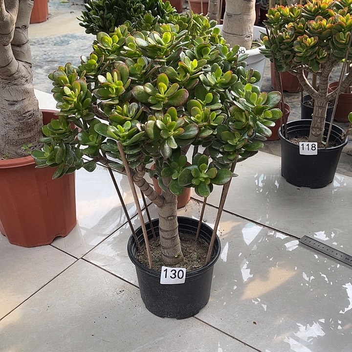 姬红花月独杆老桩