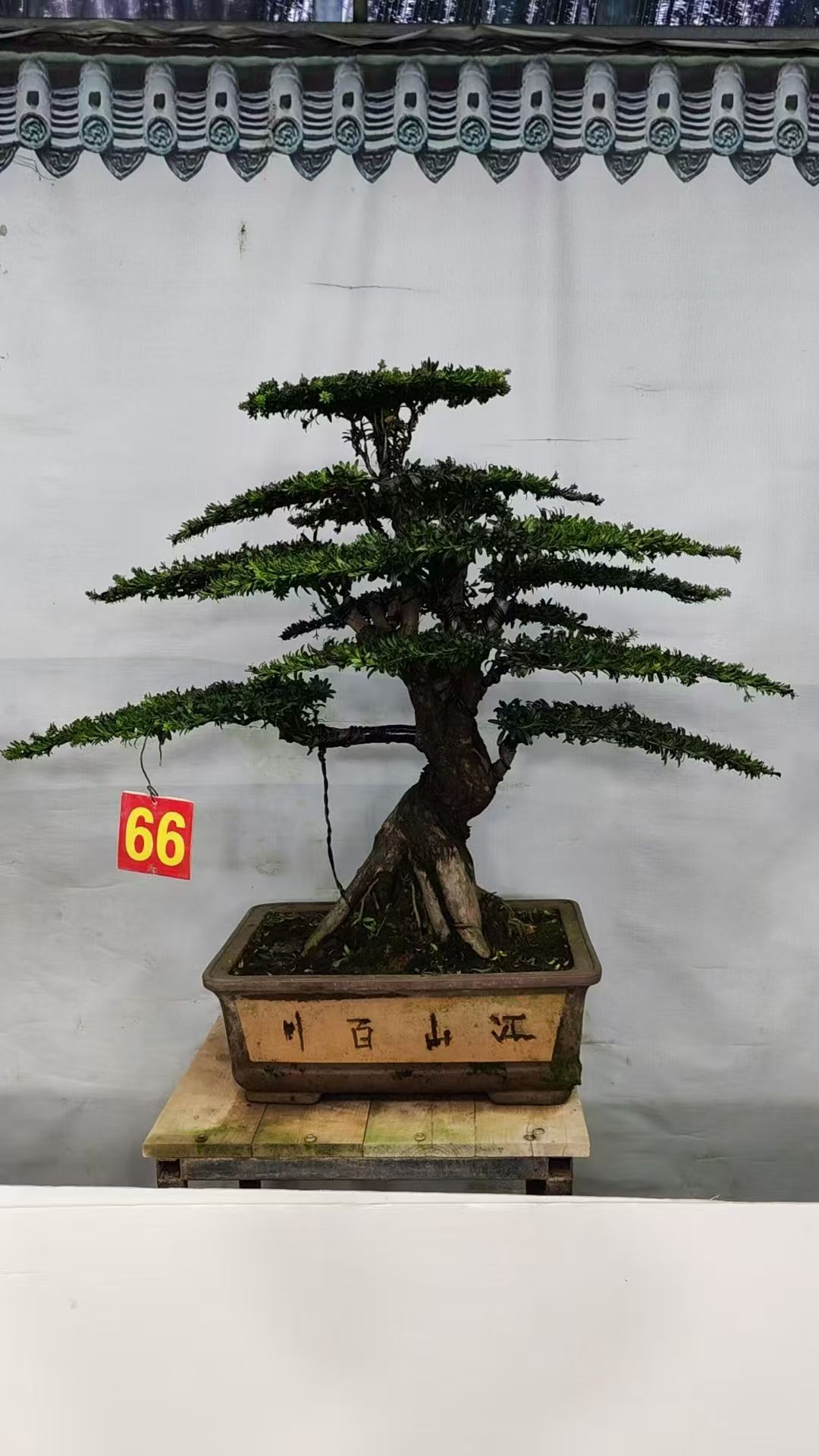 罗汉松室内外盆景盆栽造型美观一物一拍