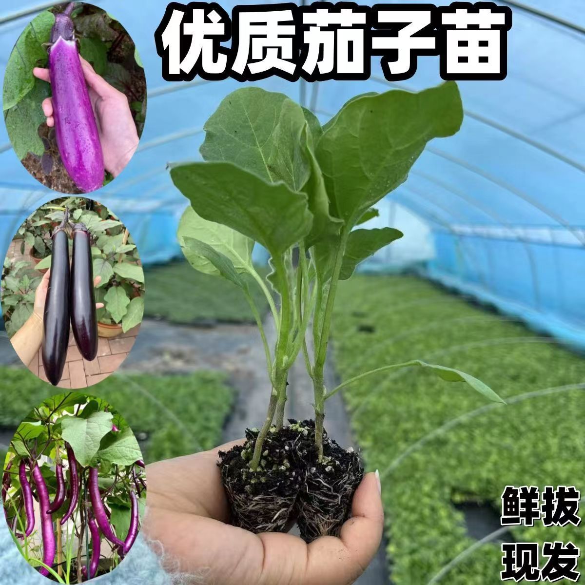 各种茄子苗紫长茄黑长茄青茄紫圆茄苗蔬菜苗庭院种植秧苗
