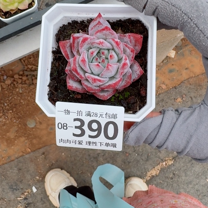 粉蓝鸟多肉植物多肉