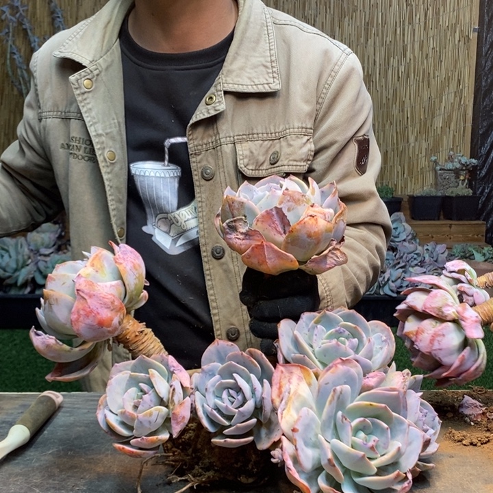 默***～129 号白凤多肉植物