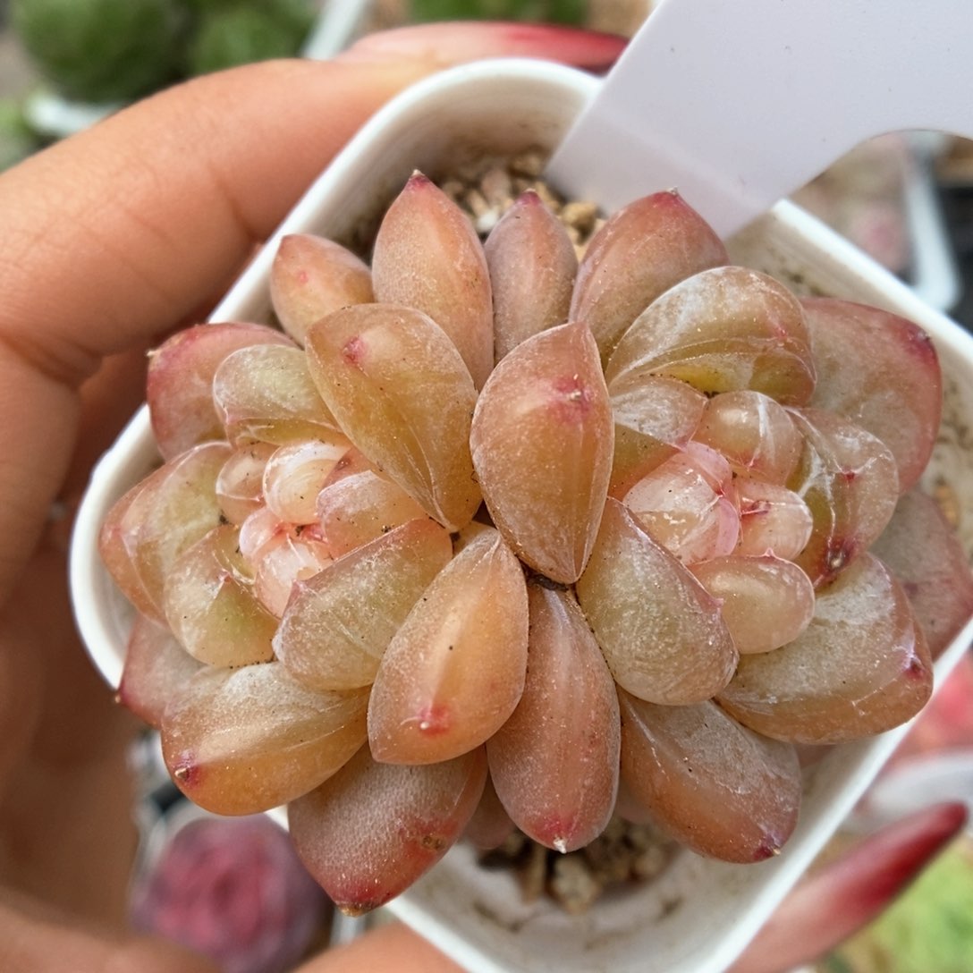 冰淇凌双头可拍386号。 