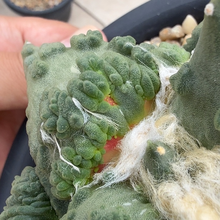 边境老头的外星大血怒