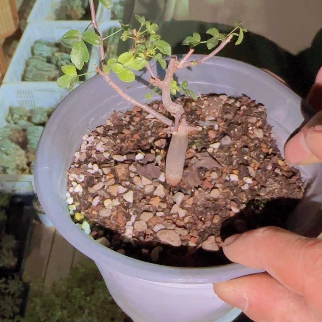 叮***坨块根植物块根植物