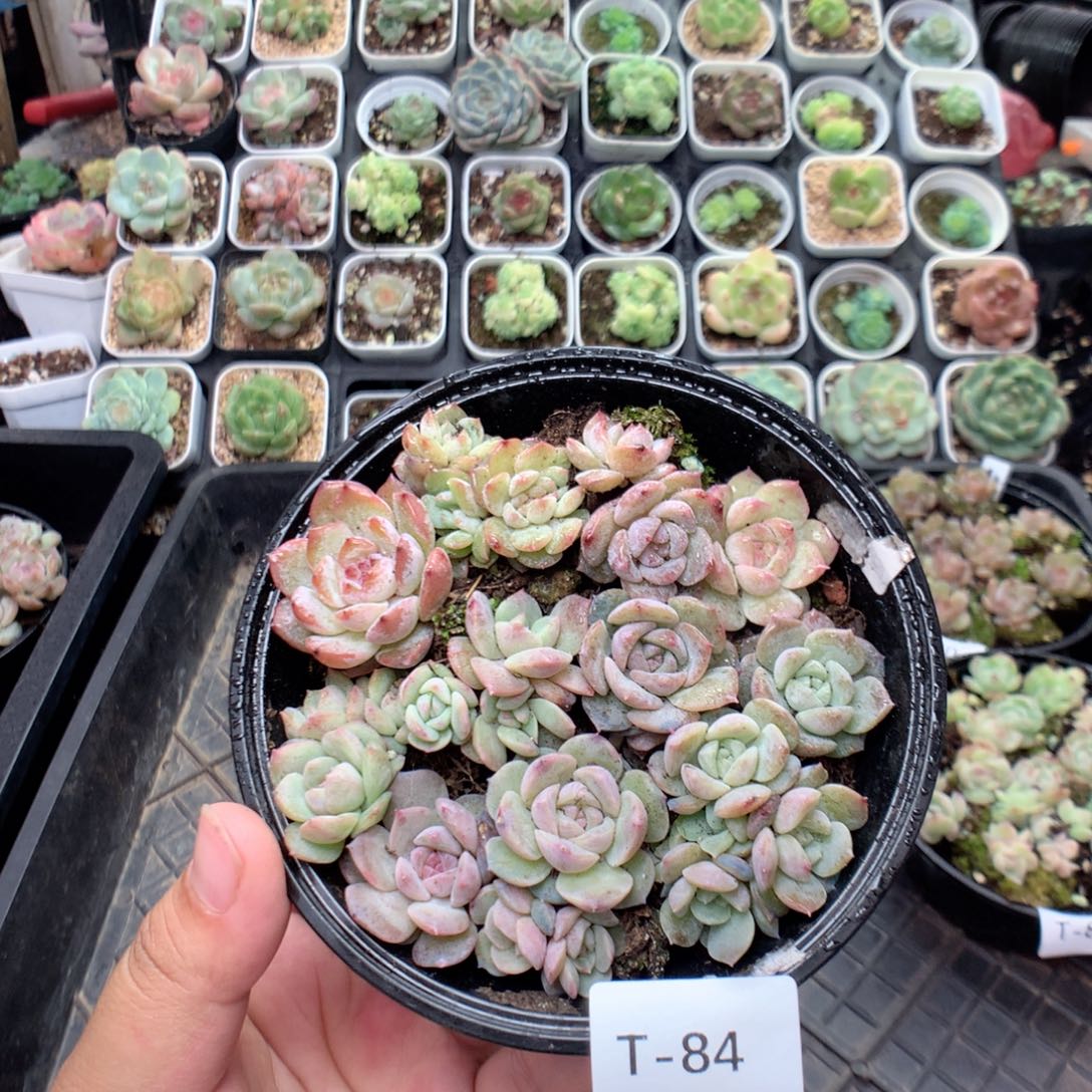 无花朵T84英语英语