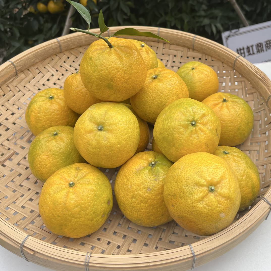 2025年新会东甲 黄盆围茶枝柑圈枝茶枝柑鲜果新会陈皮新会柑鲜果