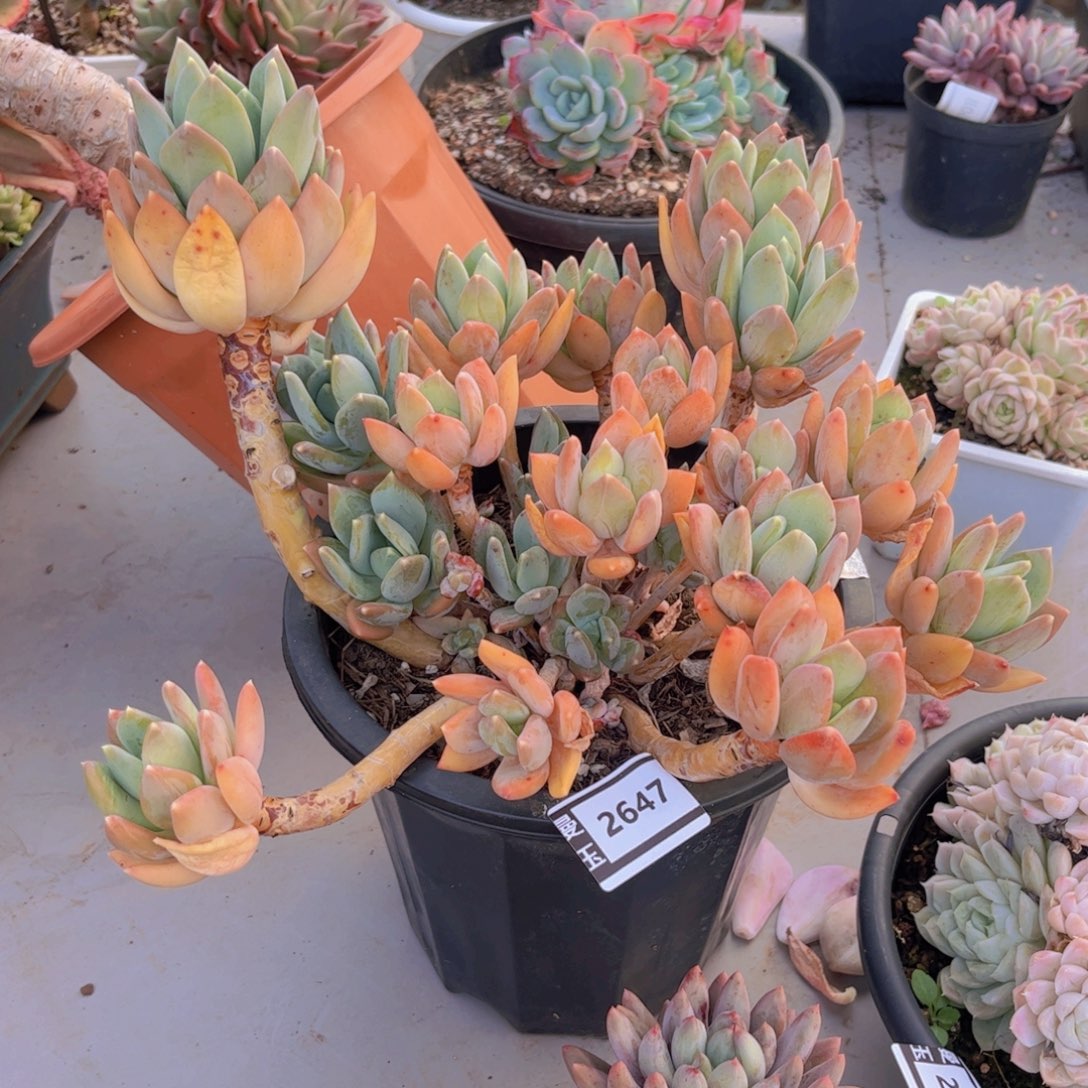 海洋之心多肉植物2647