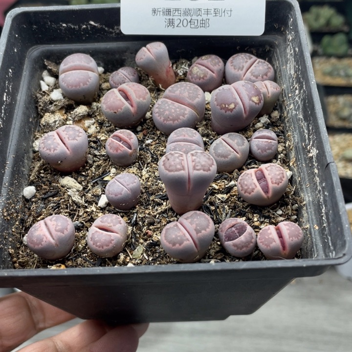 佳人园艺上福利啦181