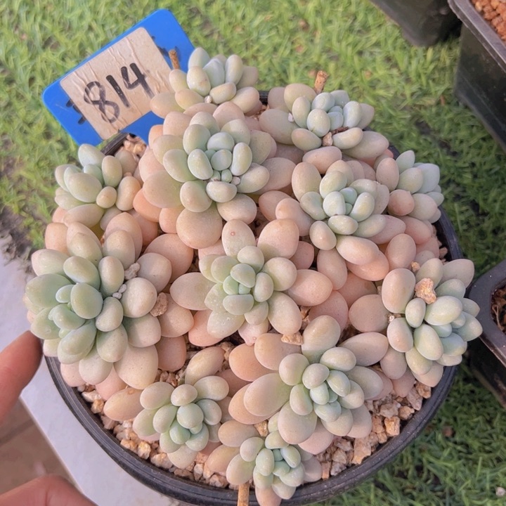 健健康康平平安安