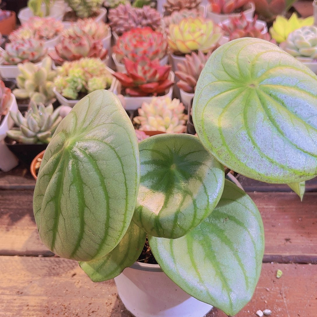 西瓜皮胶草福利111111111111