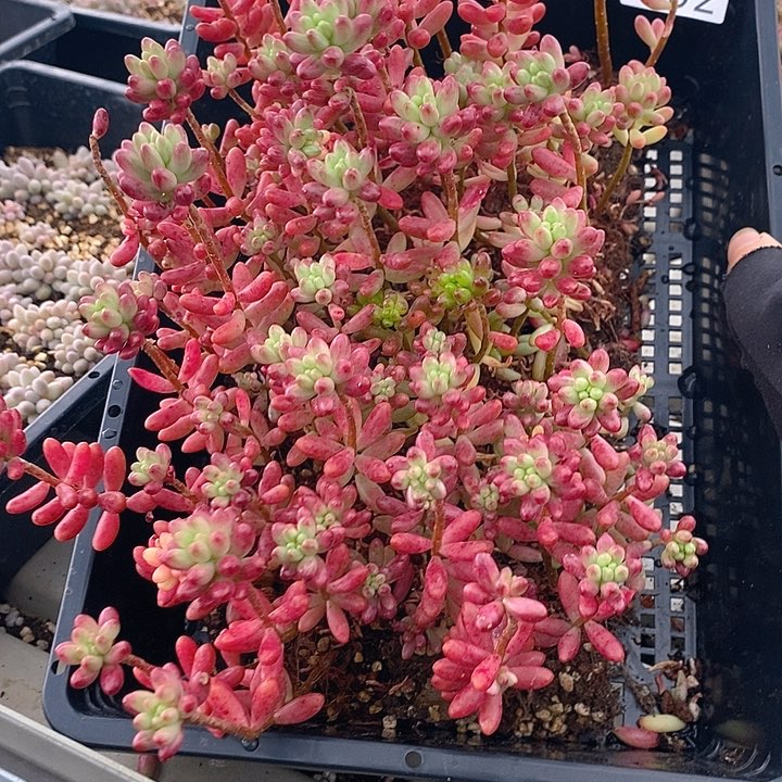 202 多肉植物盆栽花卉植物