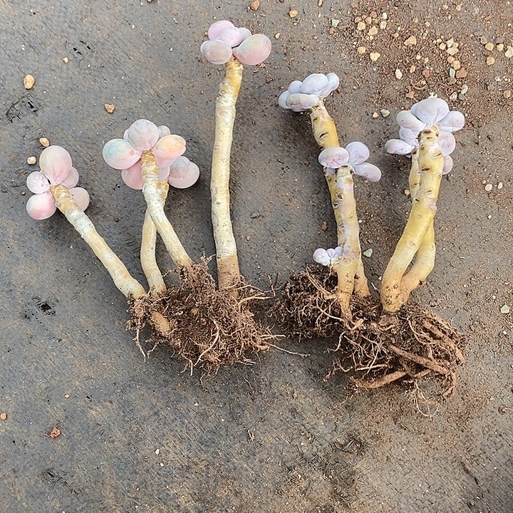 雪***娈胭脂精品多肉6333