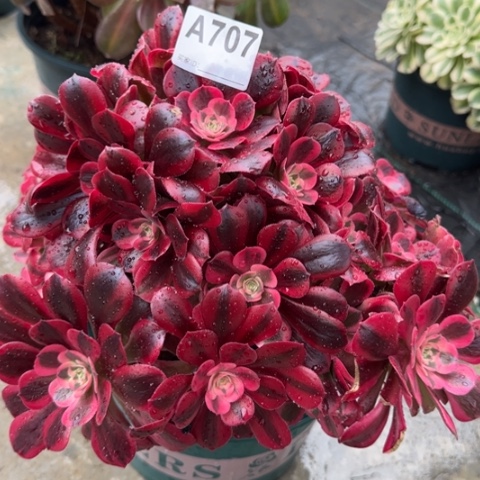 707美杜莎30厘米左右