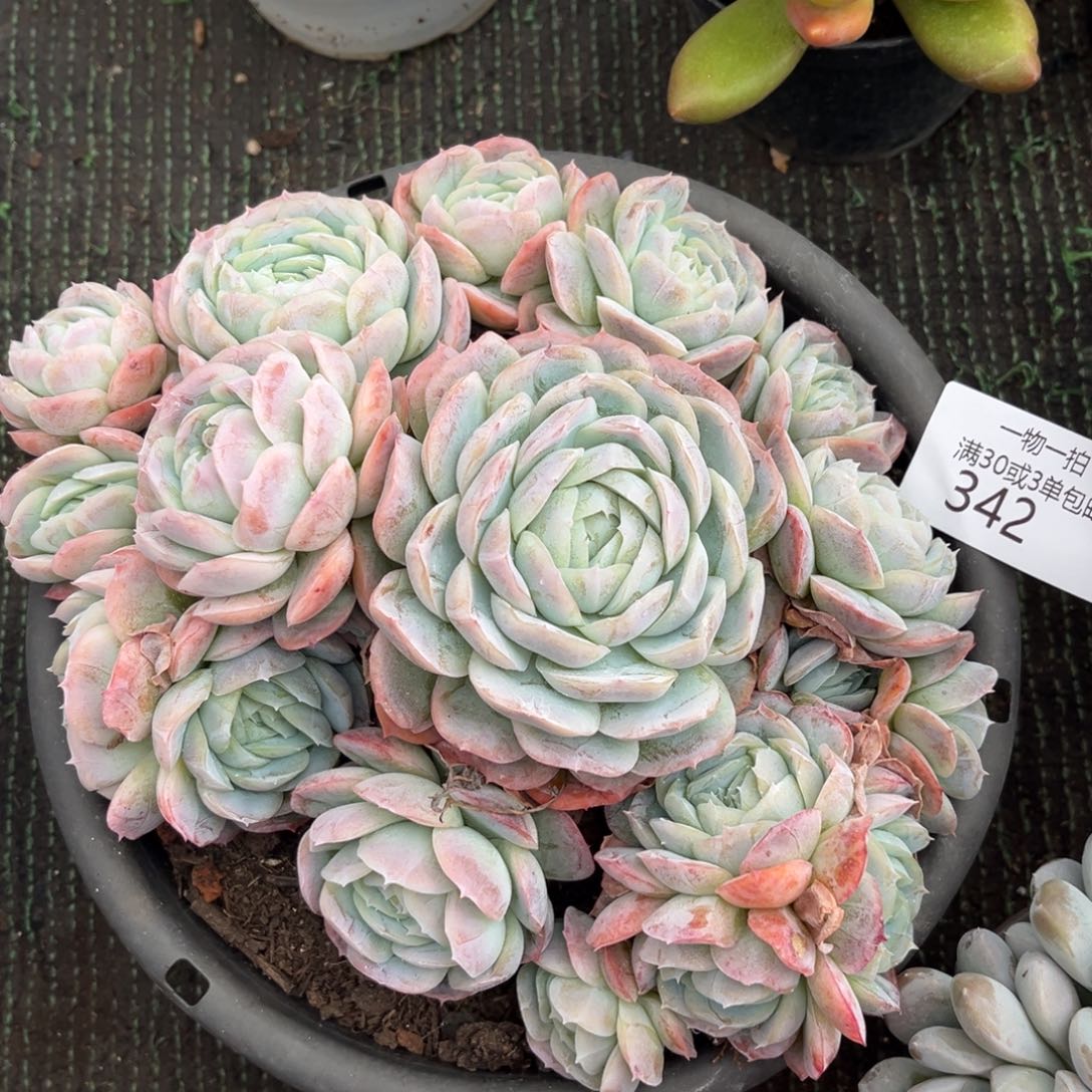 342西娜群多肉植物