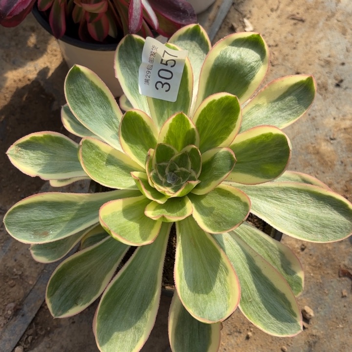 艳资锦多肉法师3057