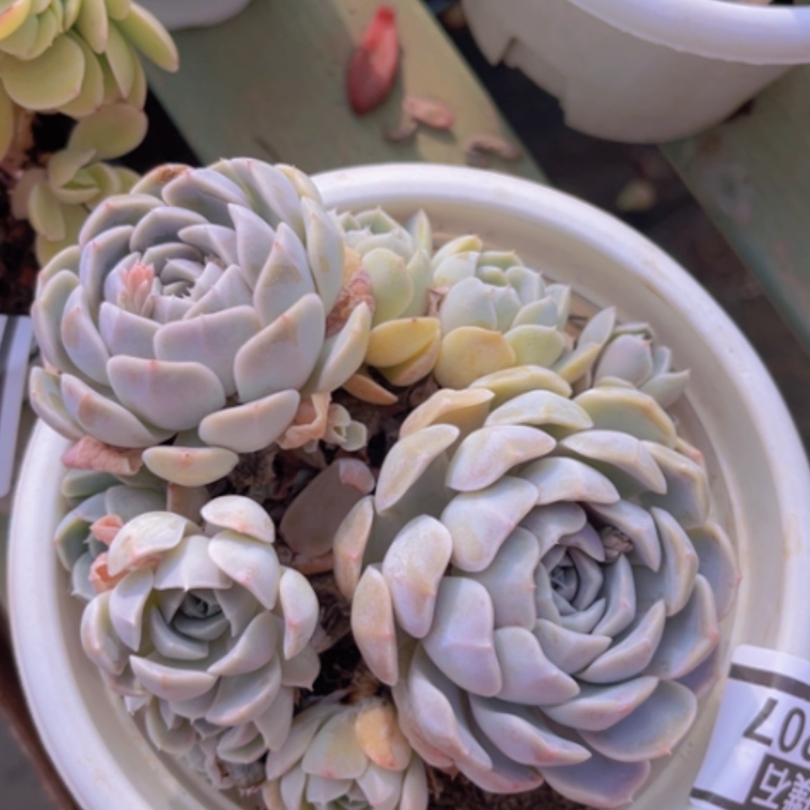 【闪购商品】汉堡多肉05207