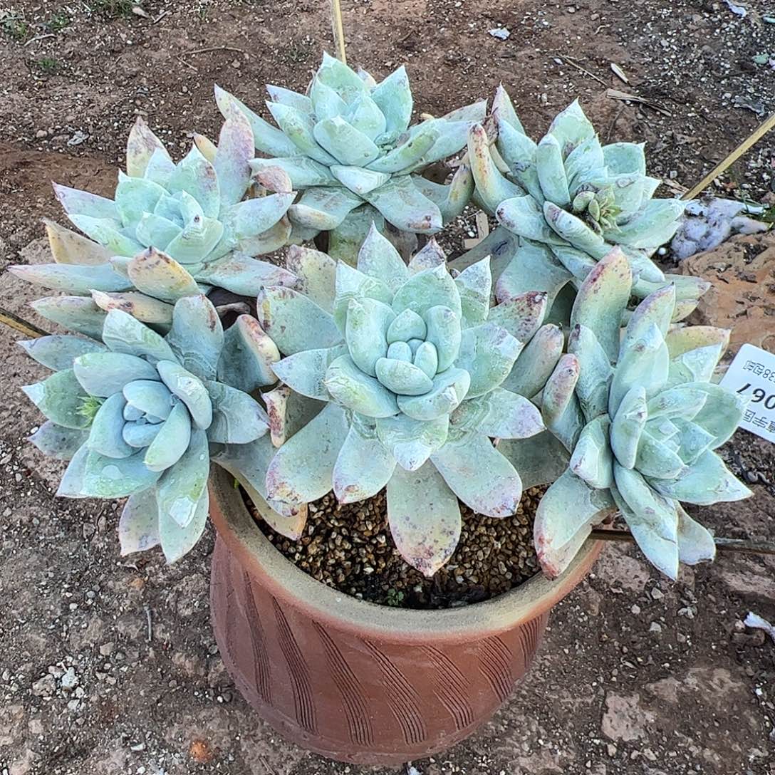 兜***）5067拇指苹果叶仙女杯