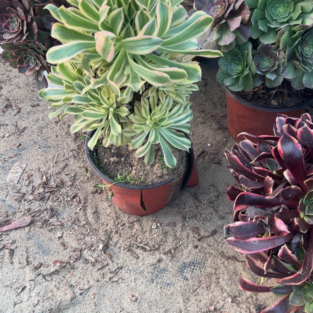 阿***啊748夕颜多肉植物法师