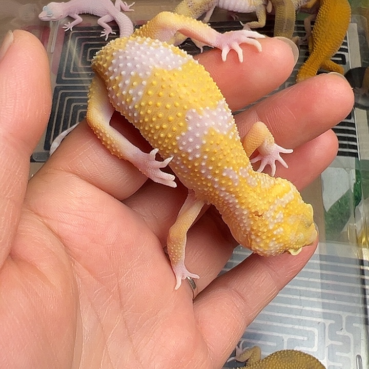 豹纹守宫暴龙迷压成体公