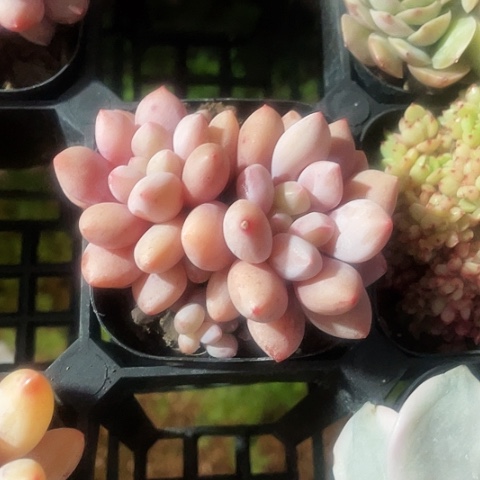 半夏15.8一盆888888888